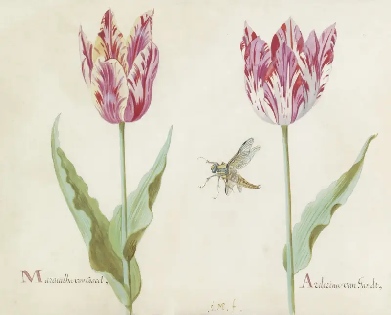 Zwei Tulpen mit einer Fliege von Jacob Marrel