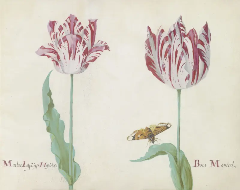 Zwei Tulpen mit Schmetterling, marmorierte Tulpe und prächtiger bunter Mantel von Jacob Marrel
