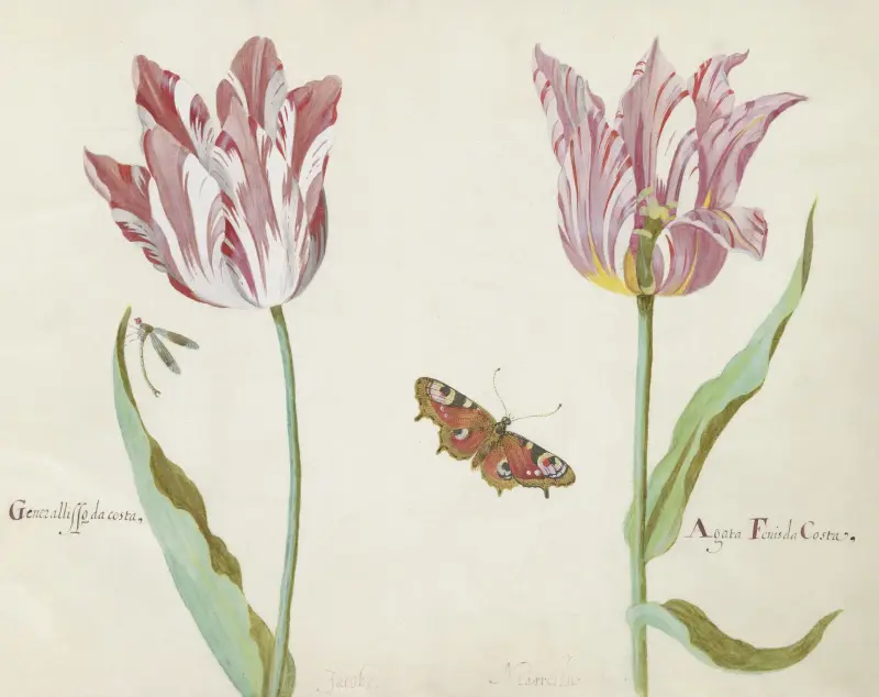 Zwei Tulpen mit Wasserjungfer und Tagpfauenauge Generallisso da costa Agata Fenis da Costa von Jacob Marrel