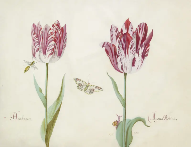 Zwei Tulpen mit Wespe, Schmetterling und Schnecke Houdenaer Agatta Robina von Jacob Marrel