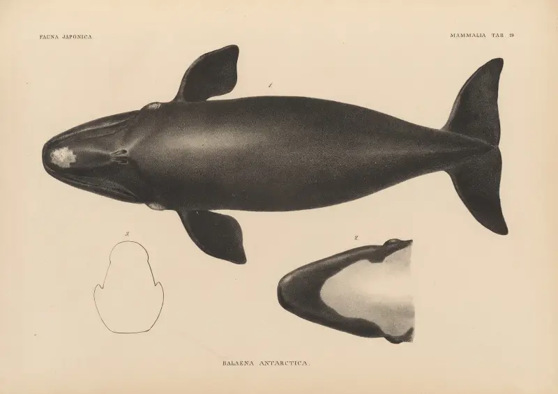 Balaena Antarctica, Coenraad Jacob Temminck