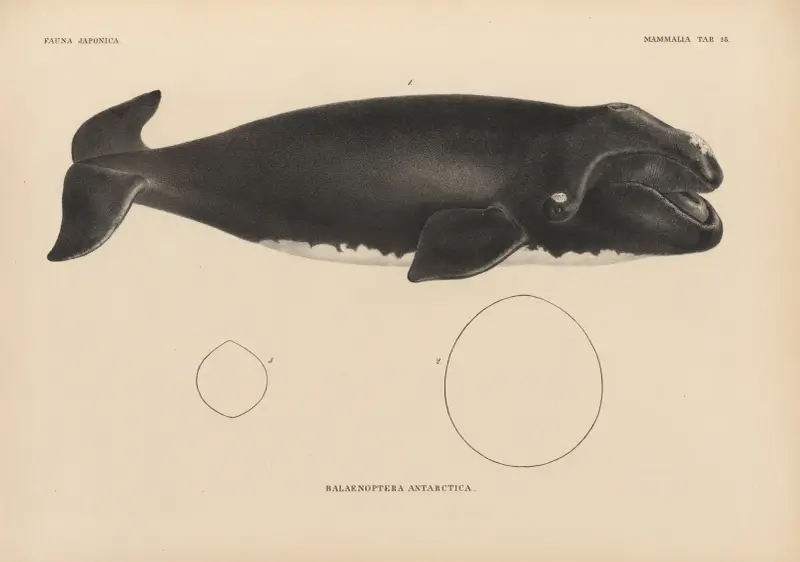 Balaenoptera Antarctica, 1833 – Nr. 2, Coenraad Jacob Temminck