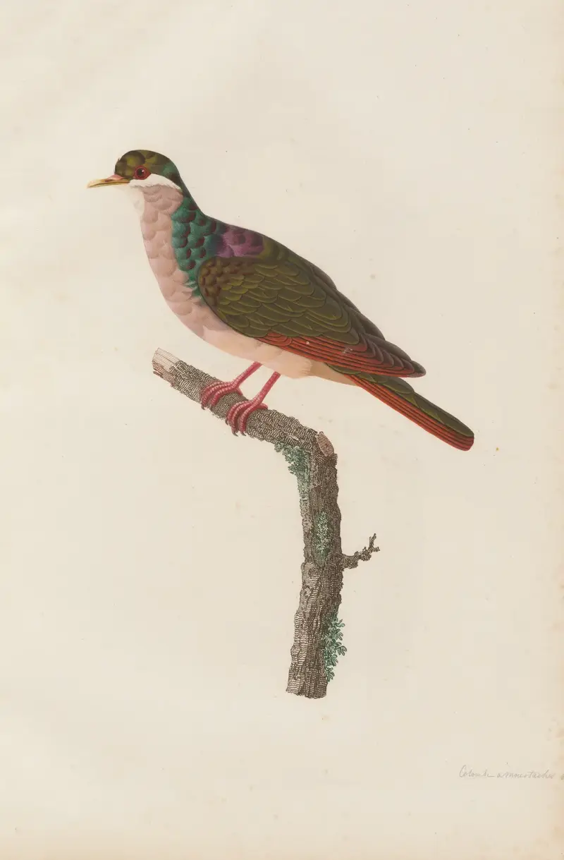 Colombe a Moustaches Blanches av Coenraad Jacob Temminck
