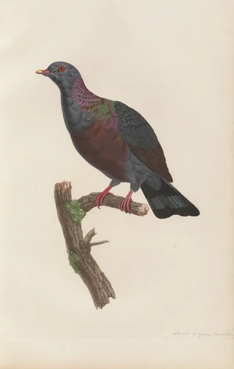 Ringeltaube von Coenraad Jacob Temminck