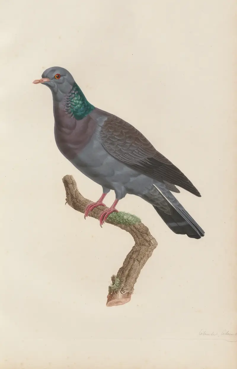 Colombe Colombin, Coenraad Jacob Temminck