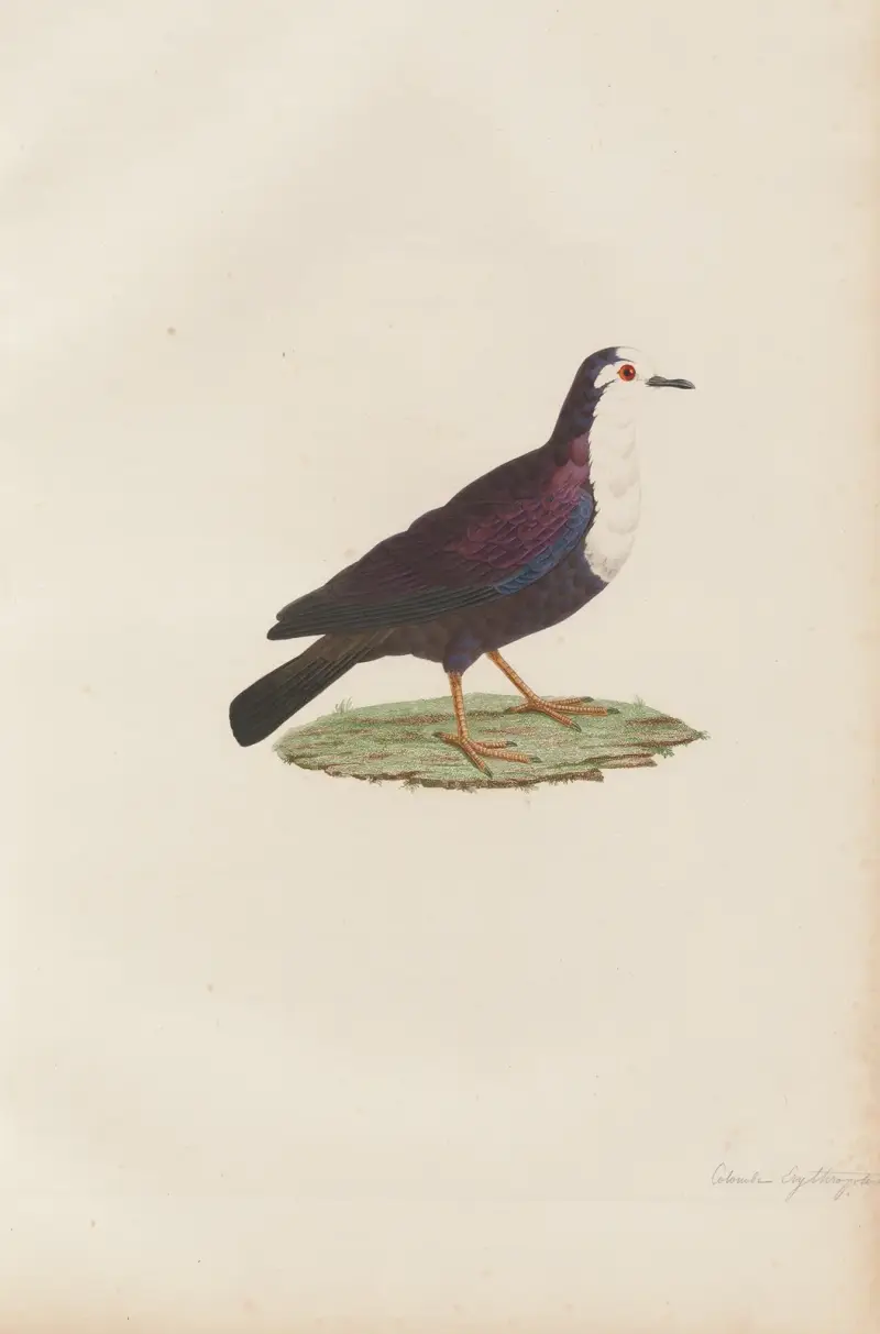 Colombe Erythroptère av Coenraad Jacob Temminck