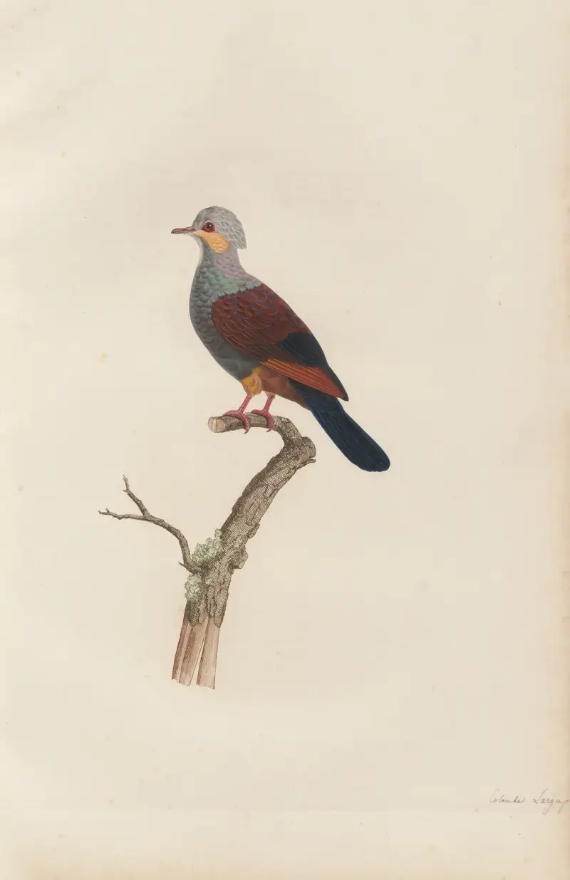 Colombe Largup av Coenraad Jacob Temminck
