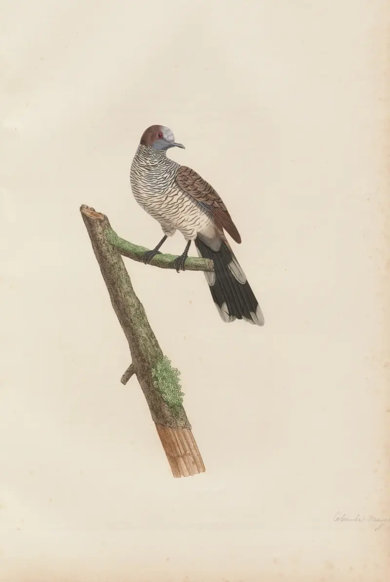 Colombe Mauge, Coenraad Jacob Temminck