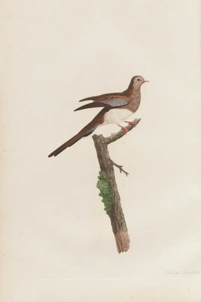 Colombe tourtelette, hona av Coenraad Jacob Temminck