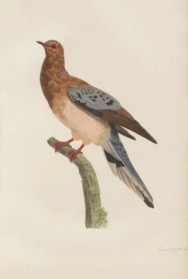Colombe Voyageuse, Femelle av Coenraad Jacob Temminck