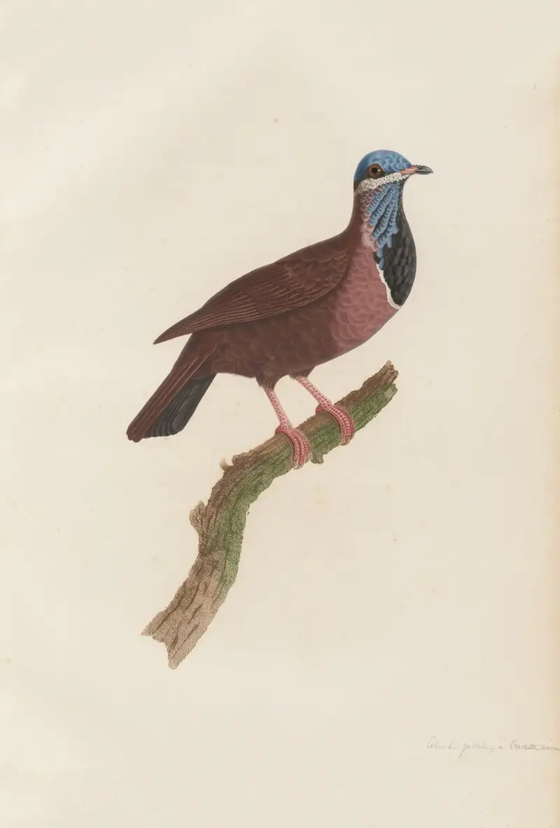 Colombi-Galline a Cravatte Noire av Coenraad Jacob Temminck