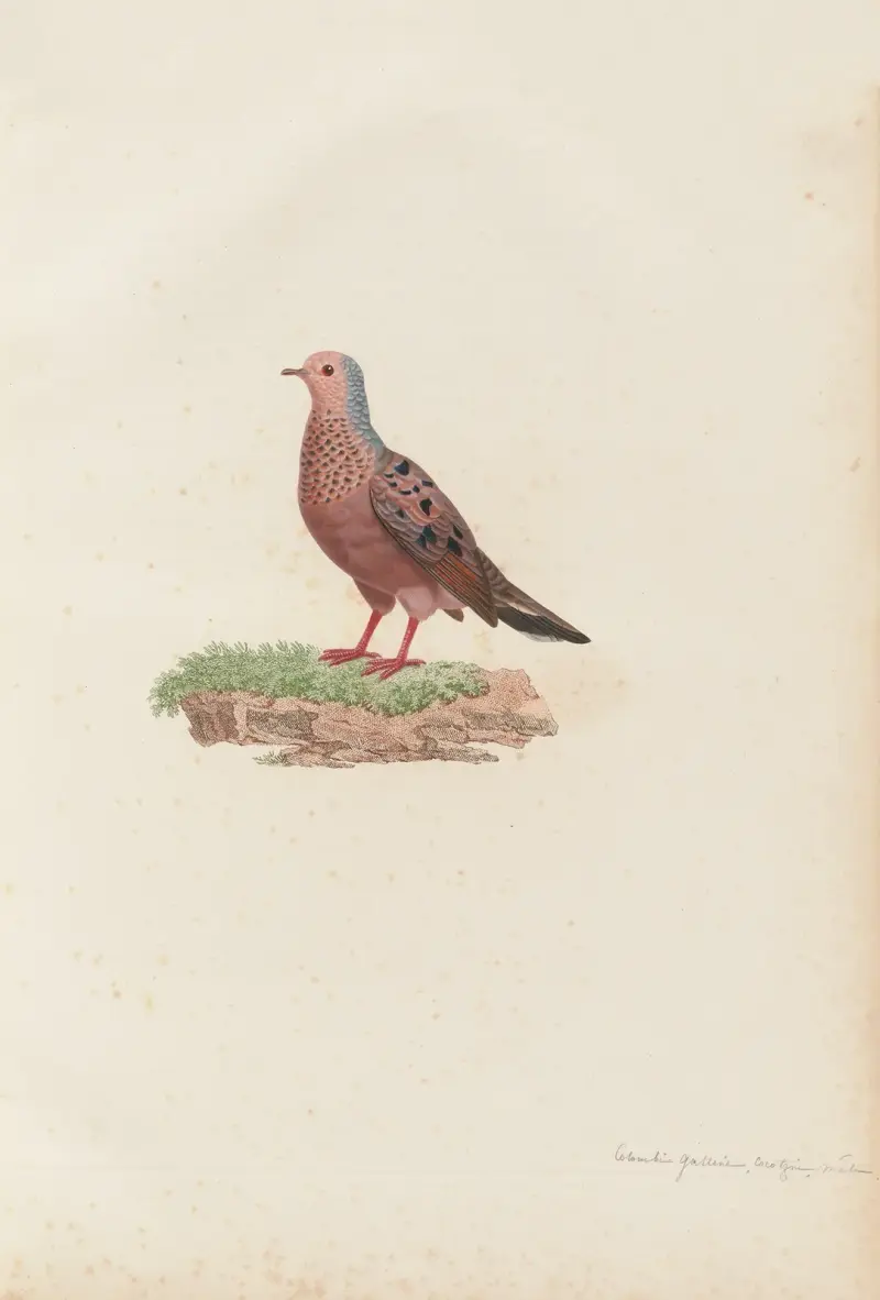 Colombi-Galline Cocotzin, Männchen von Coenraad Jacob Temminck