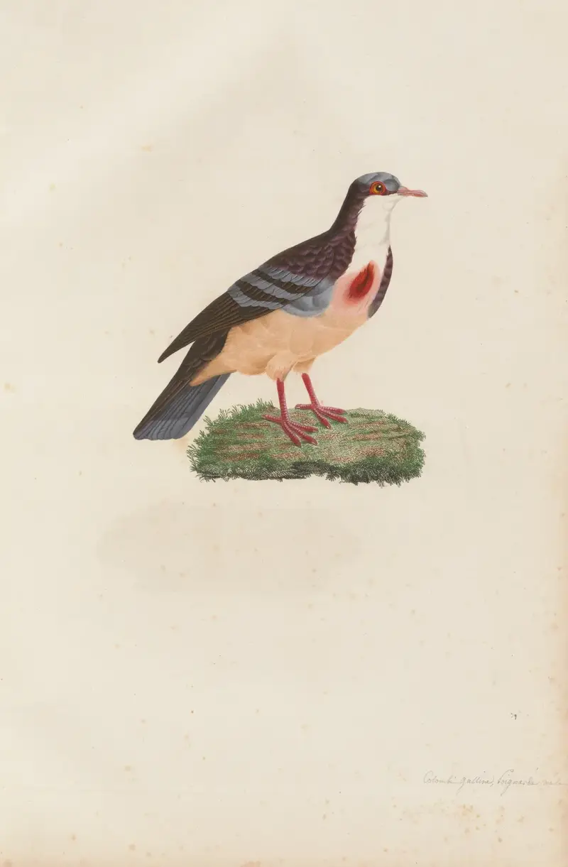 Colombi-galline poignardée, hane av Coenraad Jacob Temminck