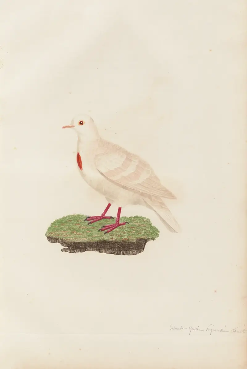 Colombi-Galline Poignardée, Variété av Coenraad Jacob Temminck