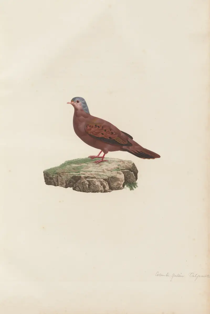 Colombi-Galline Talpacoti av Coenraad Jacob Temminck