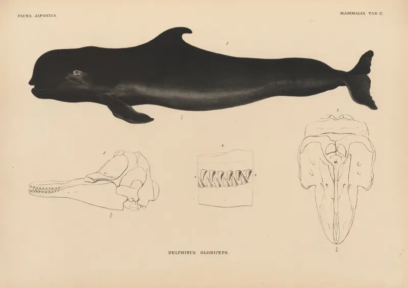 Delphinus globiceps von Coenraad Jacob Temminck