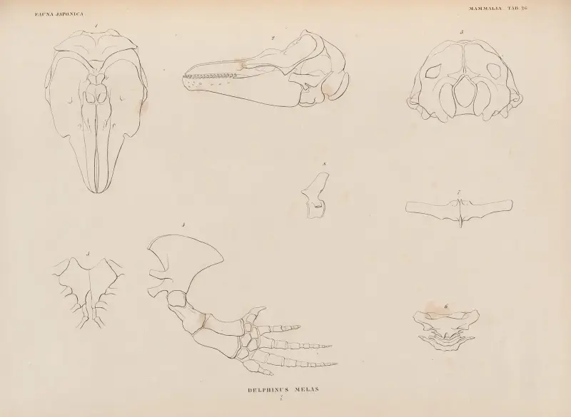 Delphinus Melas, 1833 – nr 1, Coenraad Jacob Temminck