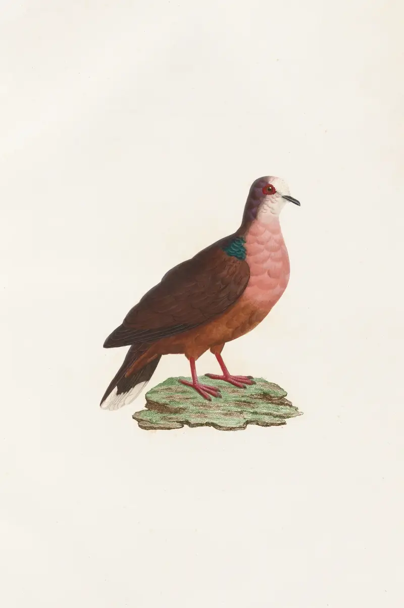 Les pigeons Pl.78 av Coenraad Jacob Temminck