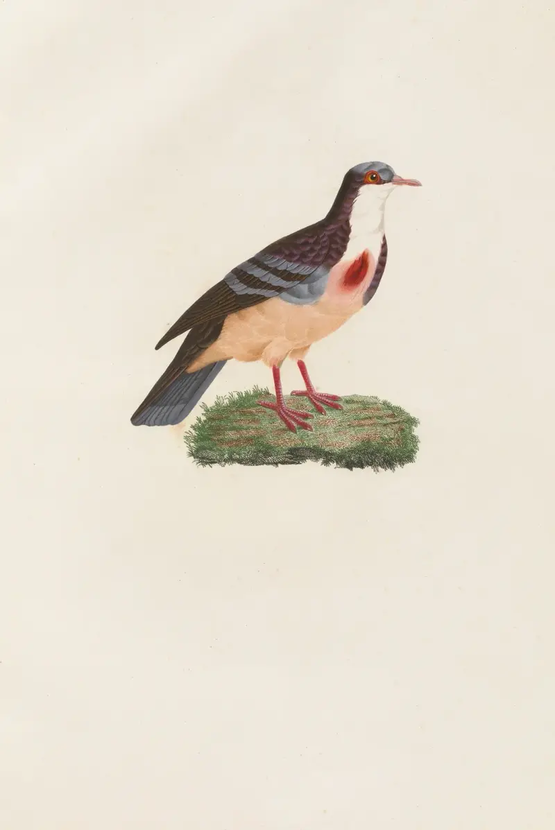 Les pigeons Pl.79 av Coenraad Jacob Temminck