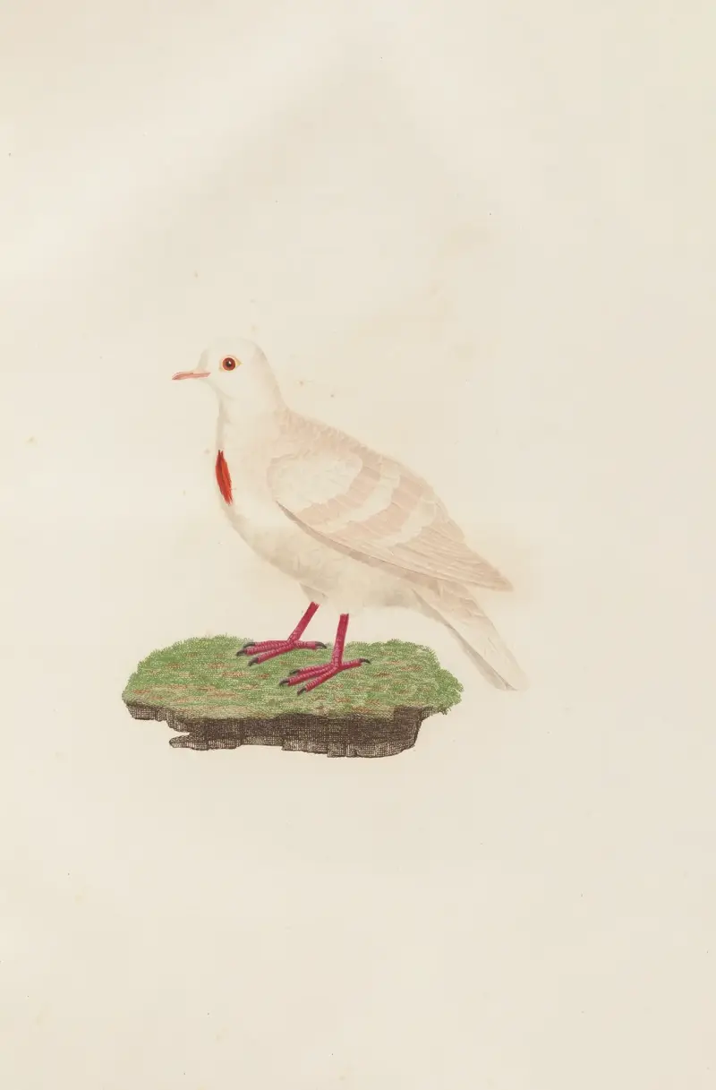 Les pigeons Pl.80, Coenraad Jacob Temminck