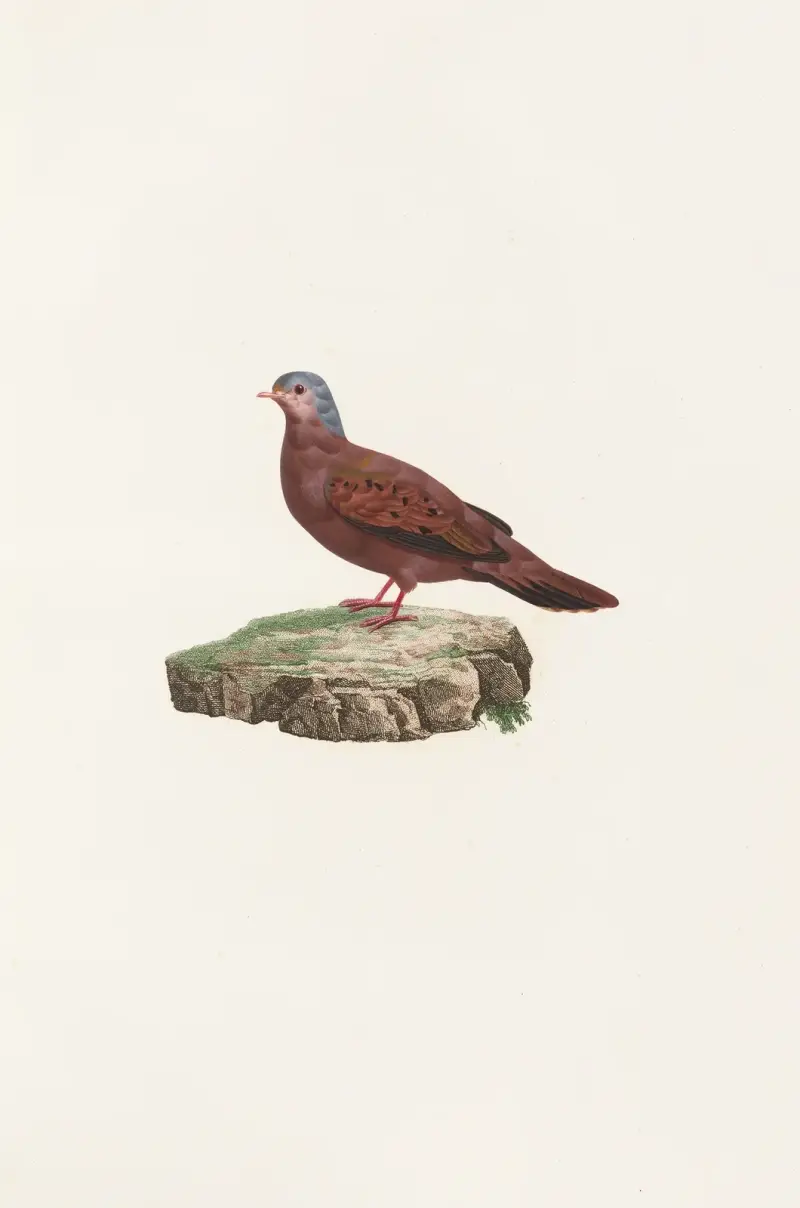 Tauben (Les pigeons Pl.83) von Coenraad Jacob Temminck