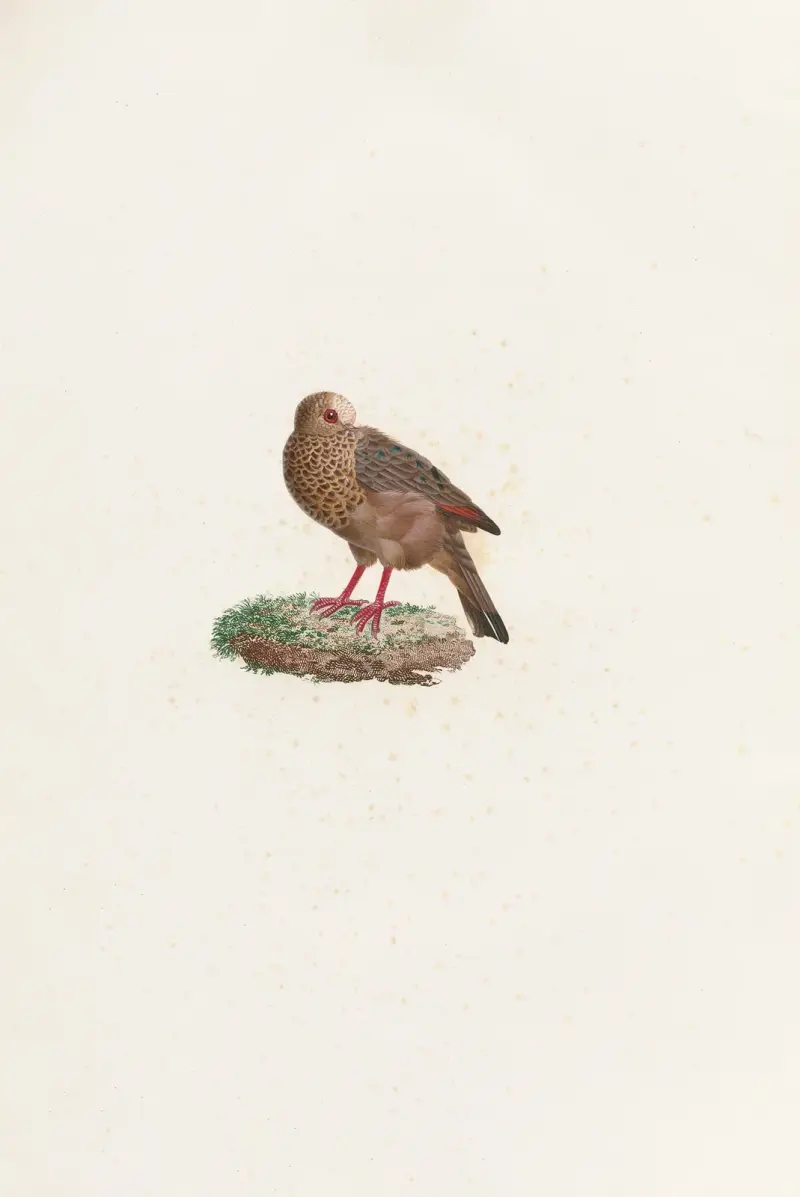 Les pigeons Pl.84 av Coenraad Jacob Temminck