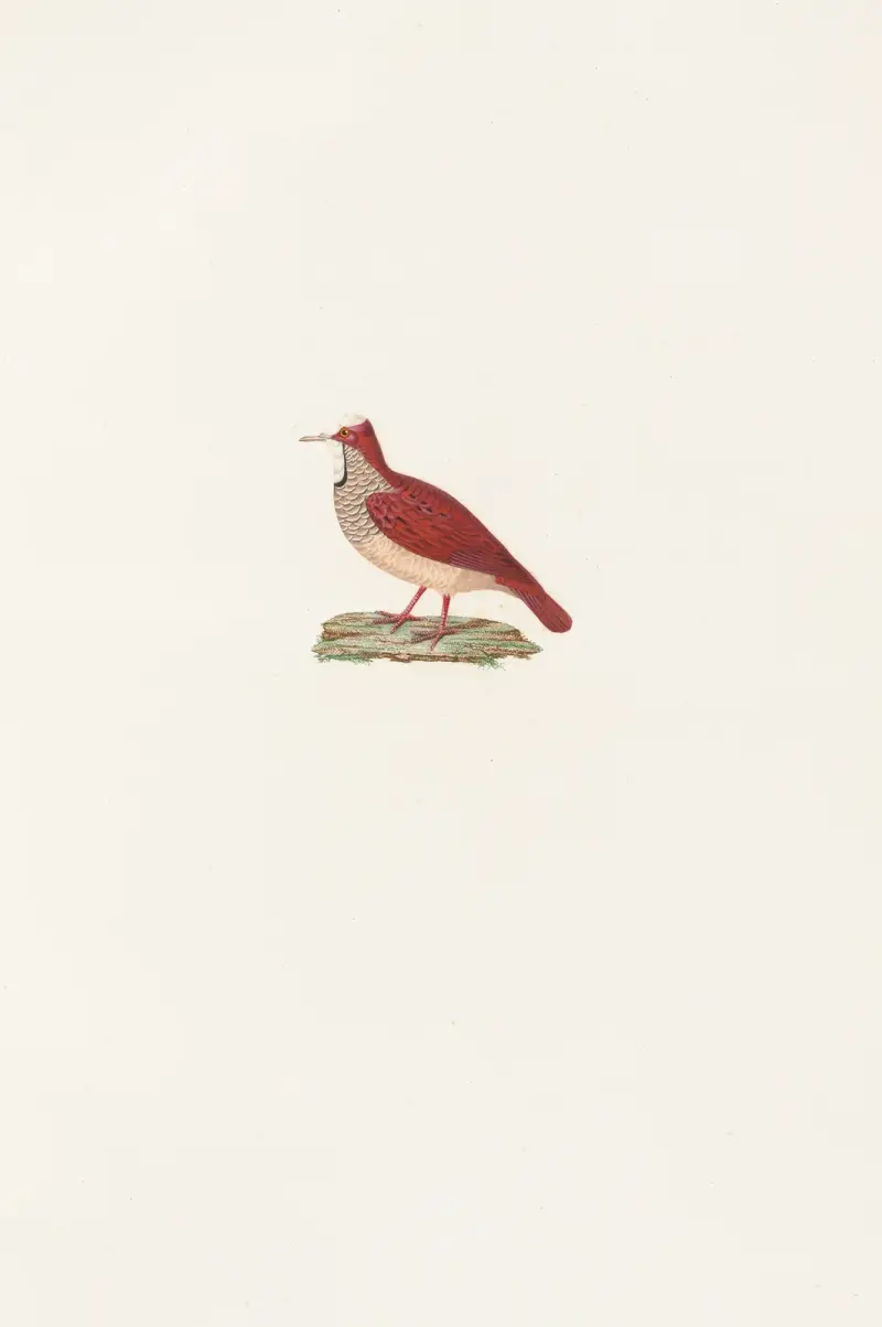 Les pigeons Pl.86 av Coenraad Jacob Temminck