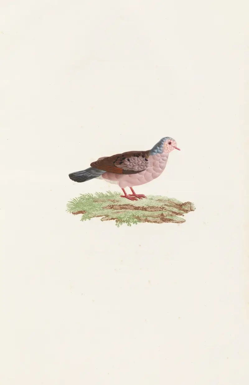 Holubi, tabule 87, Coenraad Jacob Temminck