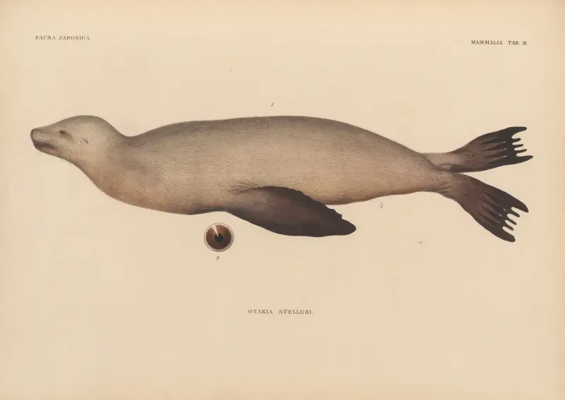 Otaria Stelleri, 1833 – Nr. 3, Coenraad Jacob Temminck