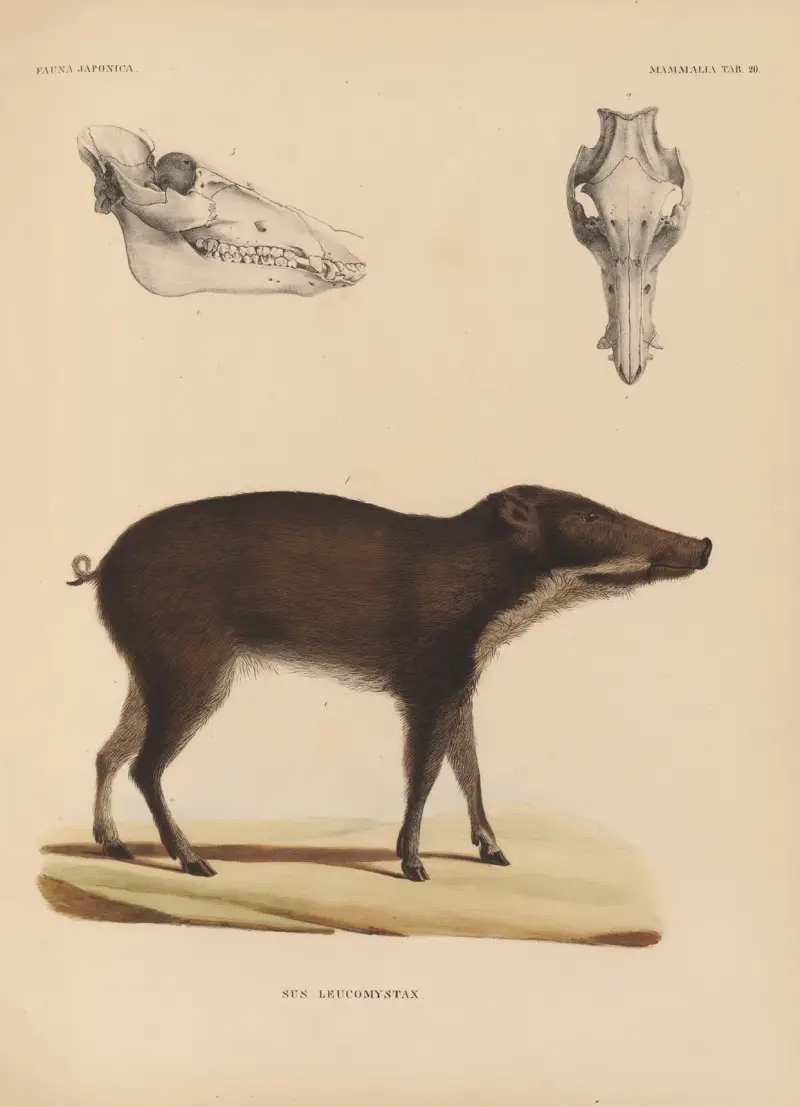 Sus Leucomystax von Coenraad Jacob Temminck