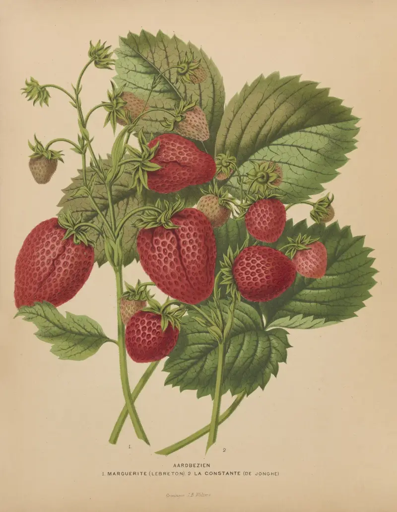 Aardbezien 1. Marguerite 2. La Constante av Abraham Jacobus Wendel
