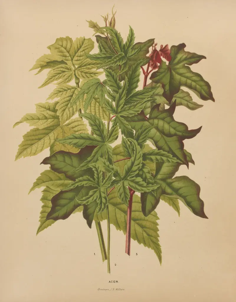 Acer, Abraham Jacobus Wendel