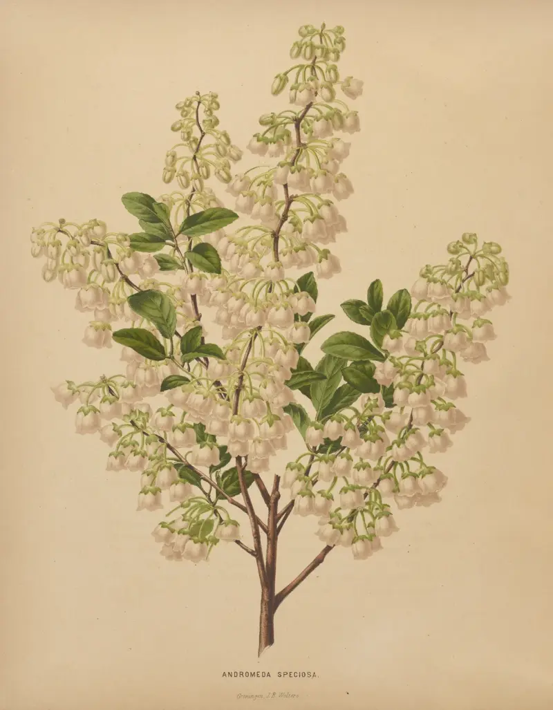 Andromeda Speciosa av Abraham Jacobus Wendel