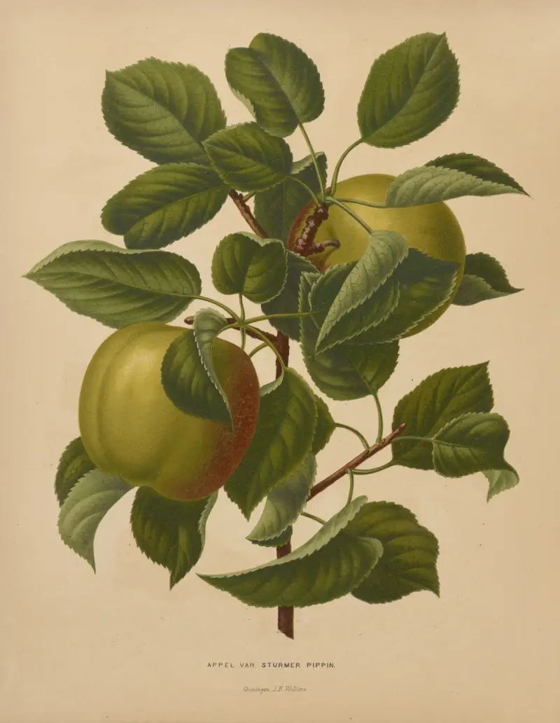 Appel Var. Sturmer Pippin, Abraham Jacobus Wendel
