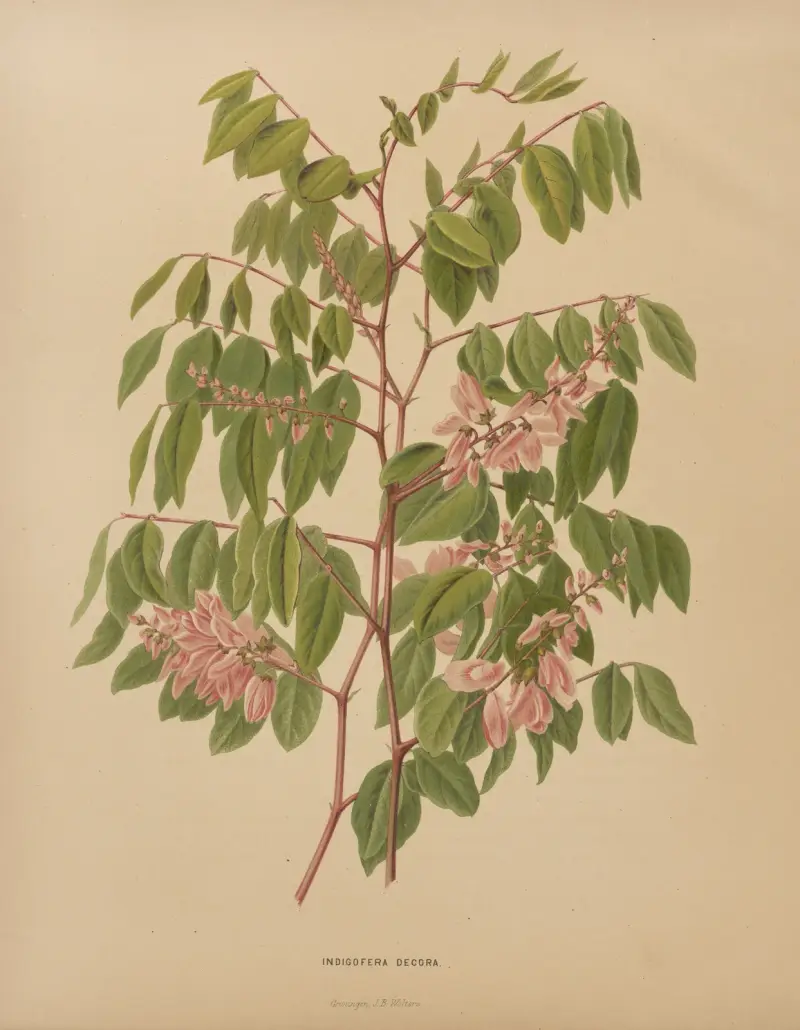 Indigofera Decora av Abraham Jacobus Wendel