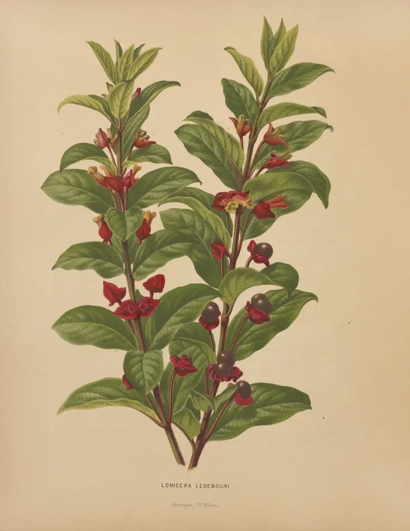 Lonicera Ledebouri av Abraham Jacobus Wendel