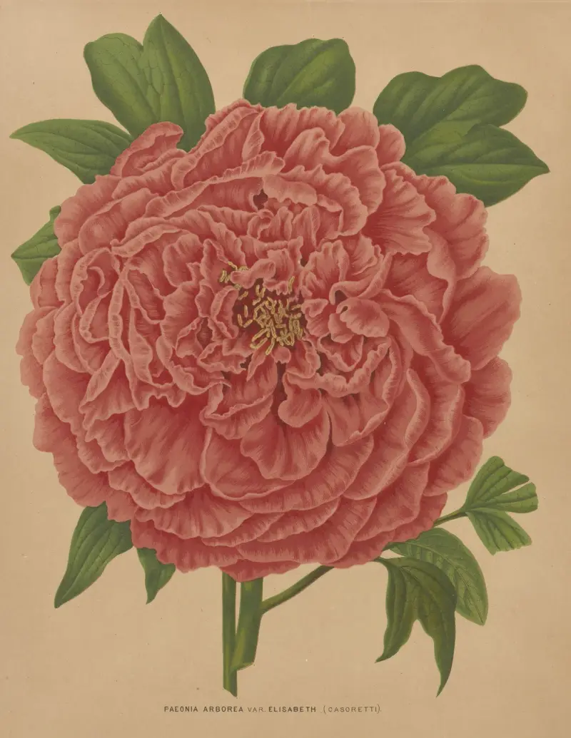 Paeonia Arborea Var. Elisabeth av Abraham Jacobus Wendel