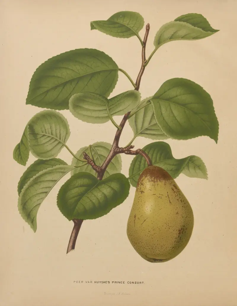 Päron: Huyshe's Prince Consort av Abraham Jacobus Wendel