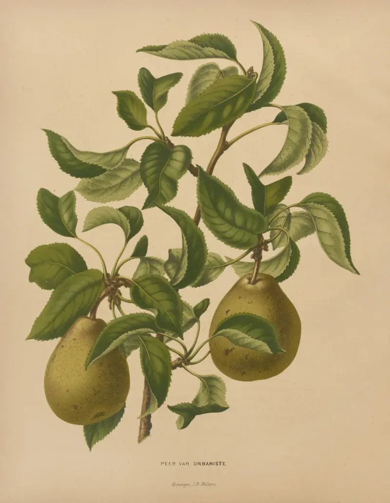 Peer Var. Urbaniste av Abraham Jacobus Wendel
