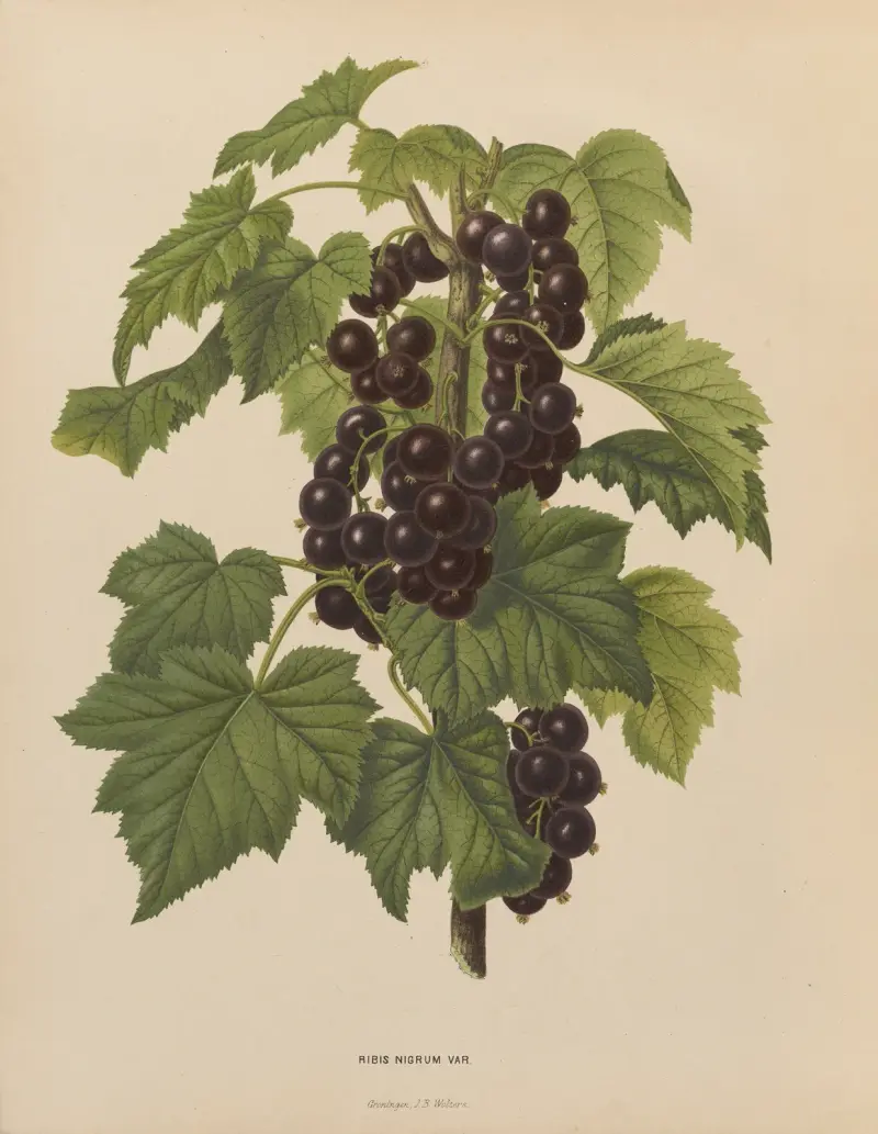 Ribis Nigrum Var. av Abraham Jacobus Wendel