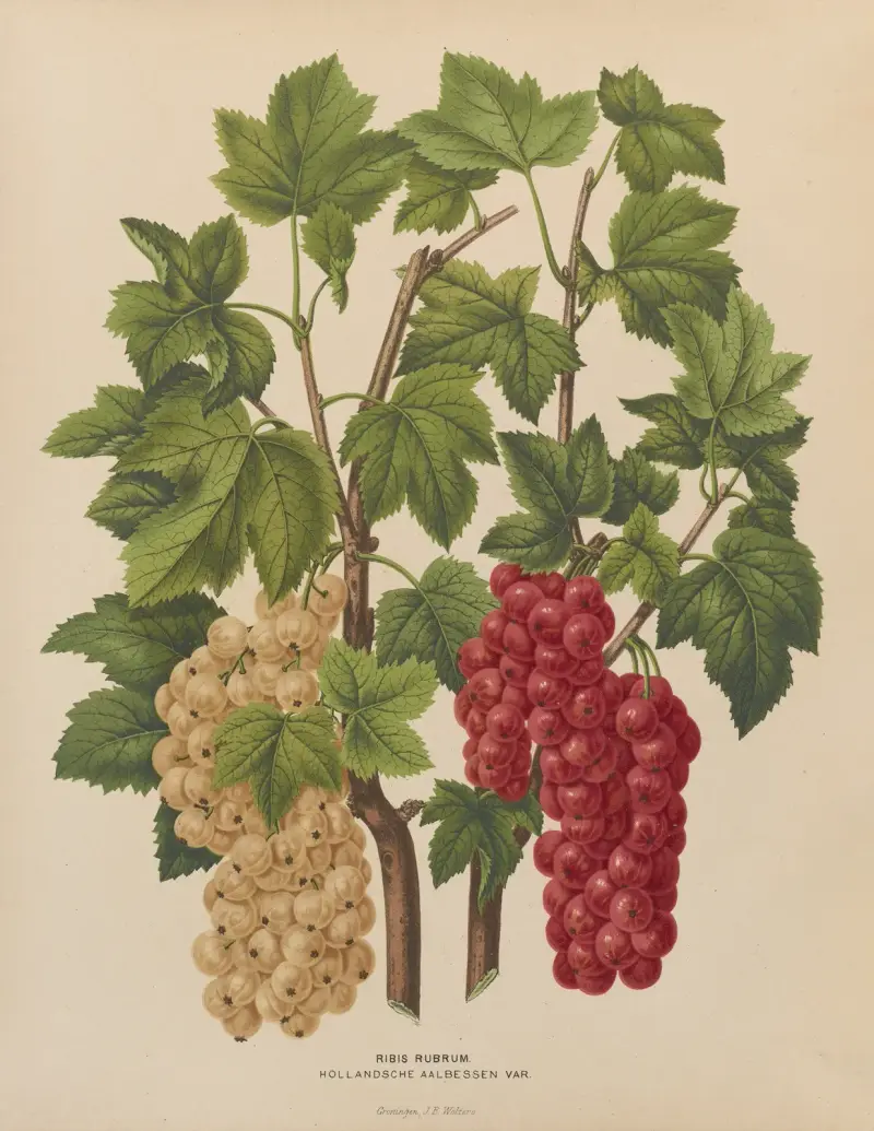Ribis Rubrum. Hollandsche Aalbessen Var. av Abraham Jacobus Wendel