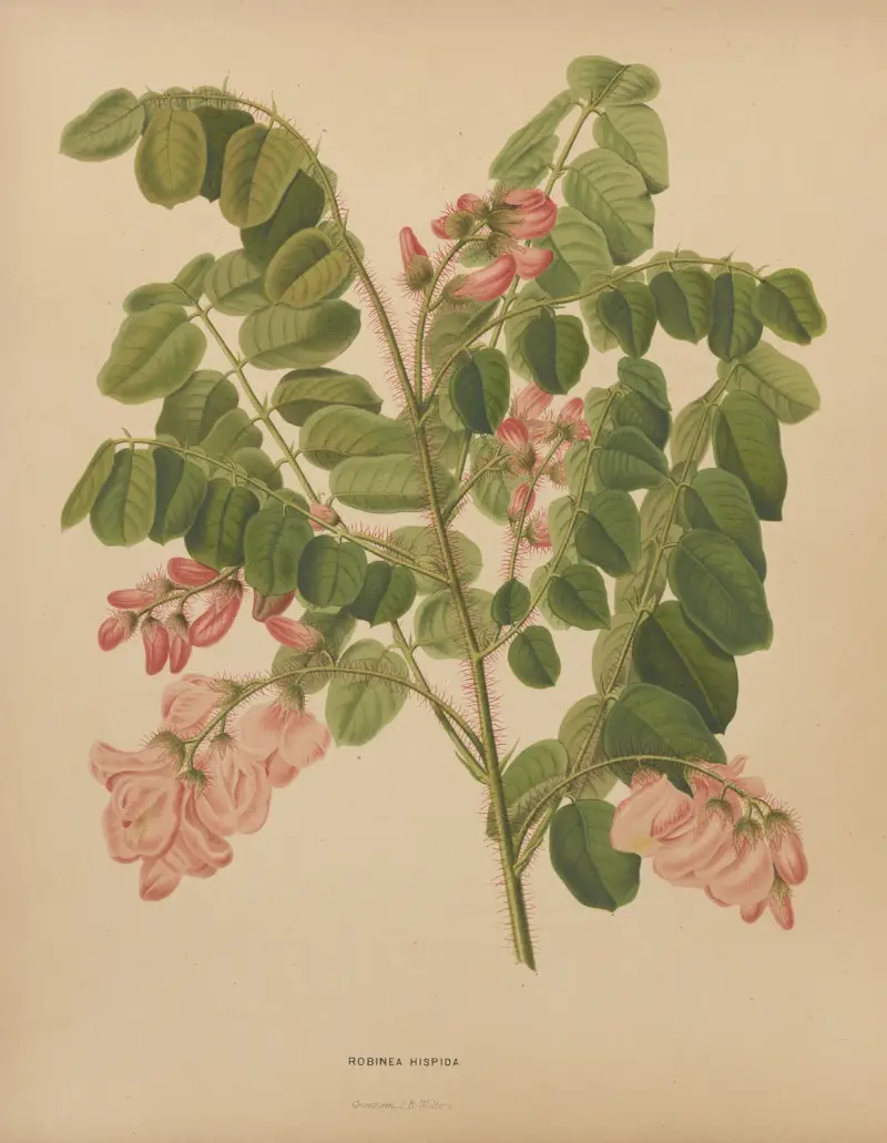 Robinea Hispida av Abraham Jacobus Wendel