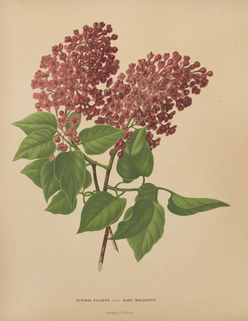 Syringa Vulgaris Var Aline Mocoueris von Abraham Jacobus Wendel