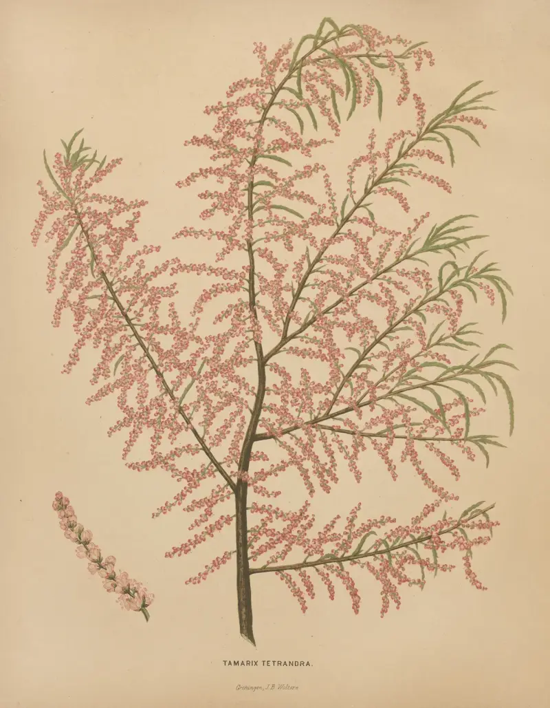 Tamarix Tetrandra av Abraham Jacobus Wendel