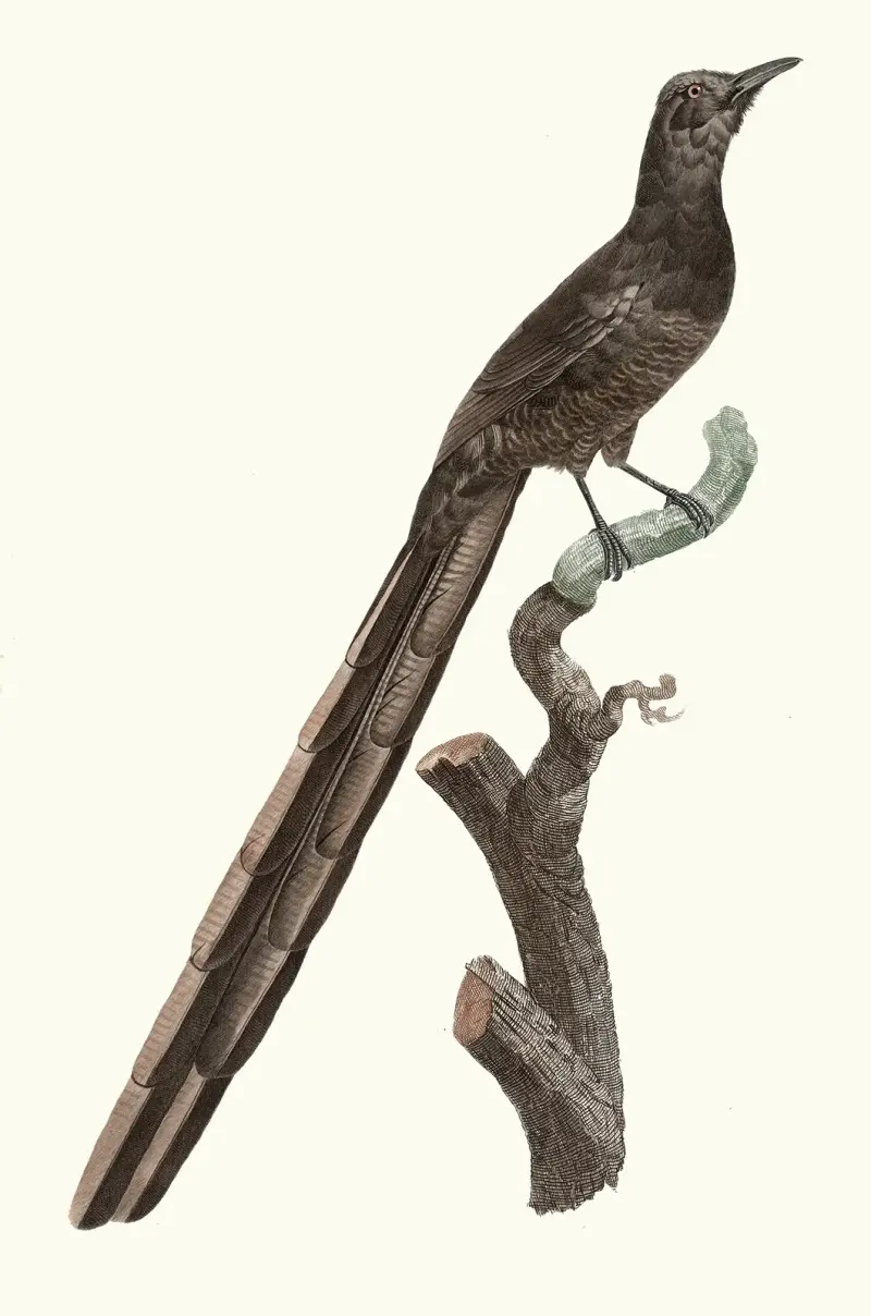 Paradisfågelhona av Jacques Barraband