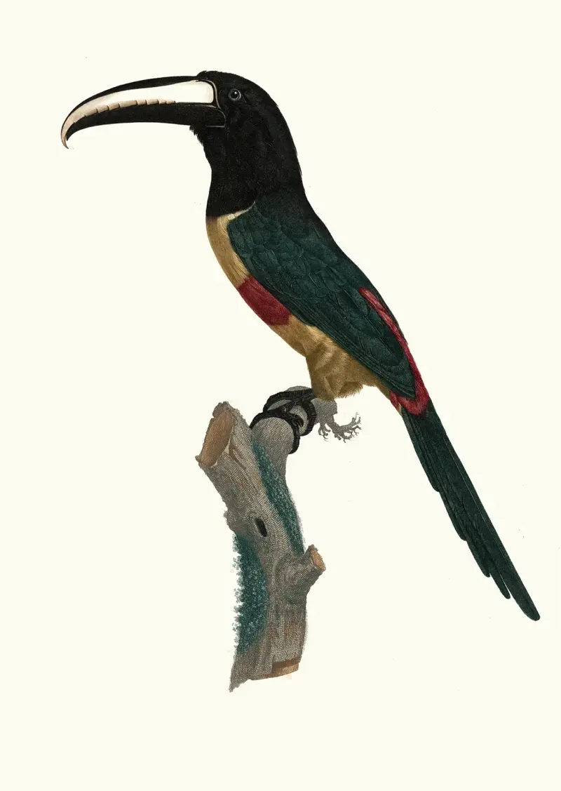 Aracari med rött band av Jacques Barraband