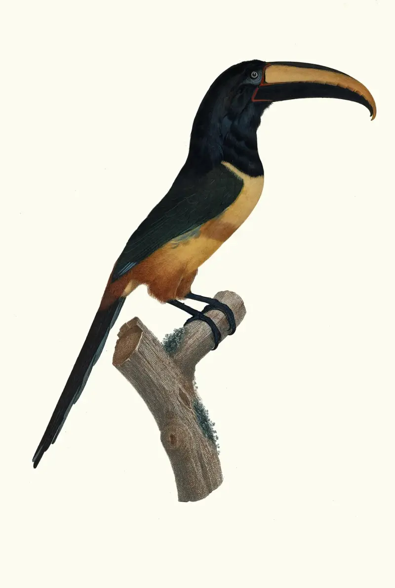 Der Aracari mit rotem Band in hohem Alter von Jacques Barraband