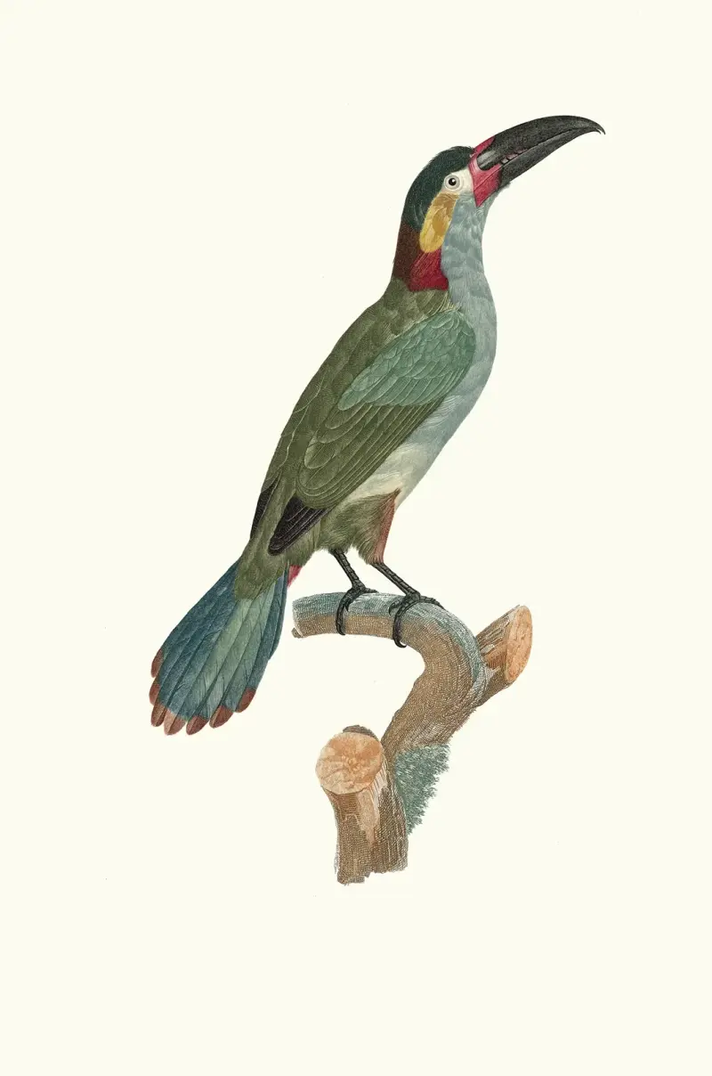Aracari Koulik, hona av Jacques Barraband