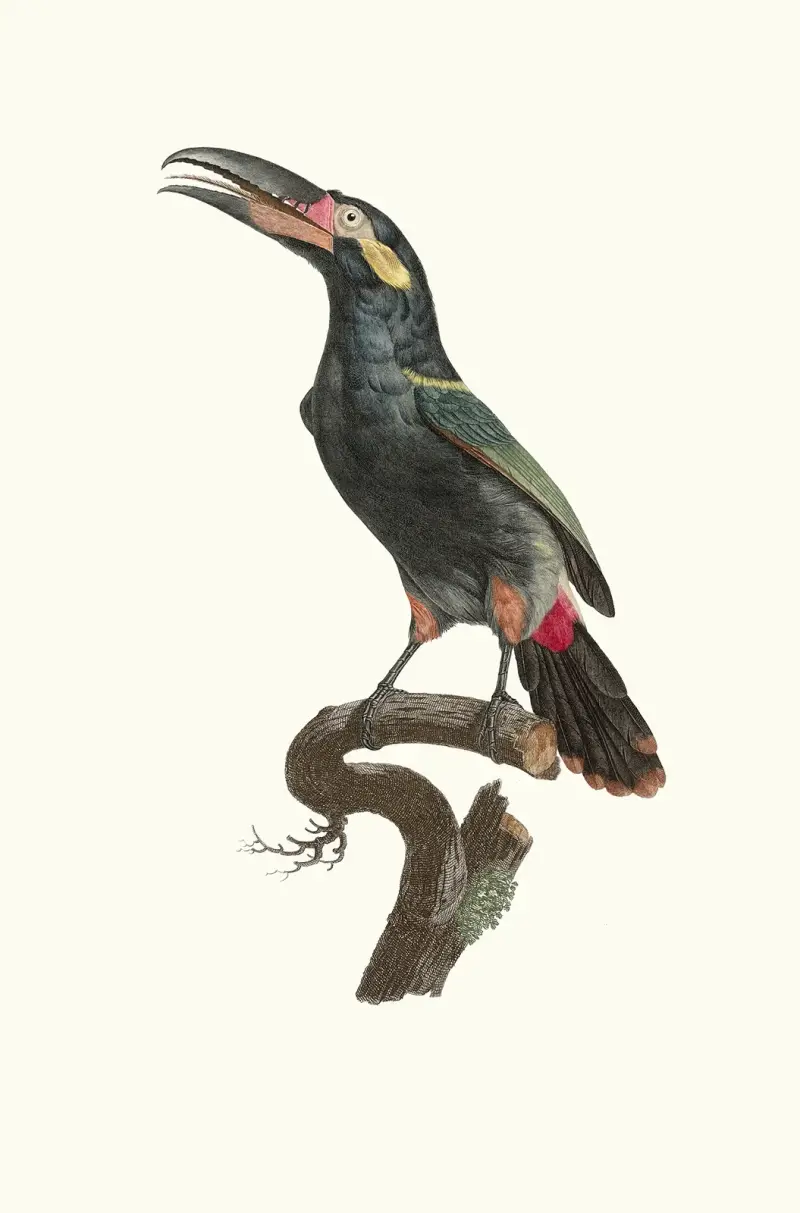 Aracari Koulik, hane från Guyana av Jacques Barraband