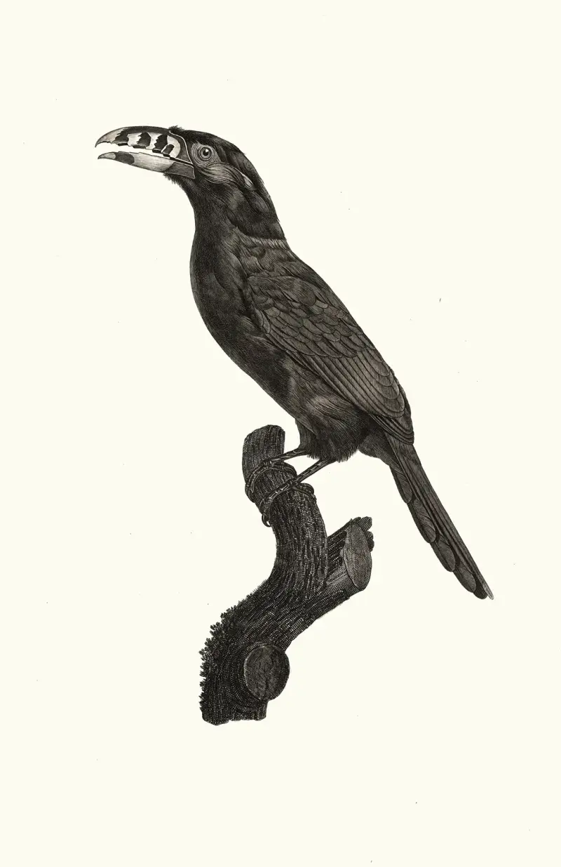 Der Aracari Koulik, Männchen aus Brasilien von Jacques Barraband